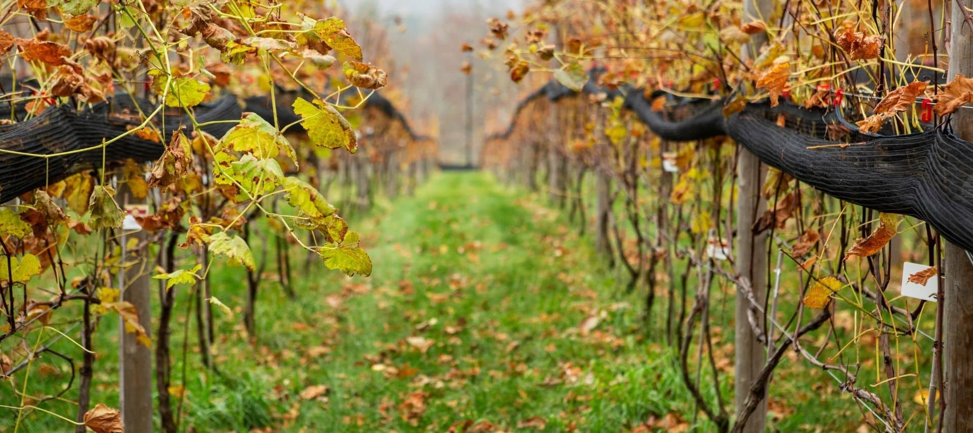 Rows of grapevines at a Hudson Valley winery in fall, with golden leaves and a grassy path between the vines.