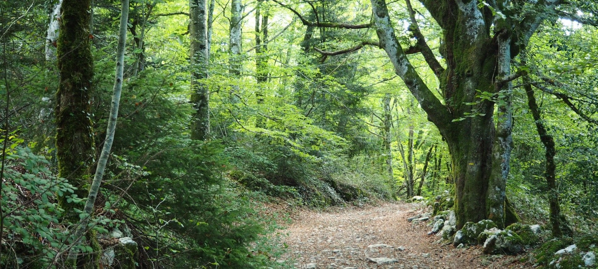 Dense forested area with tall green trees and one solitary empty trail