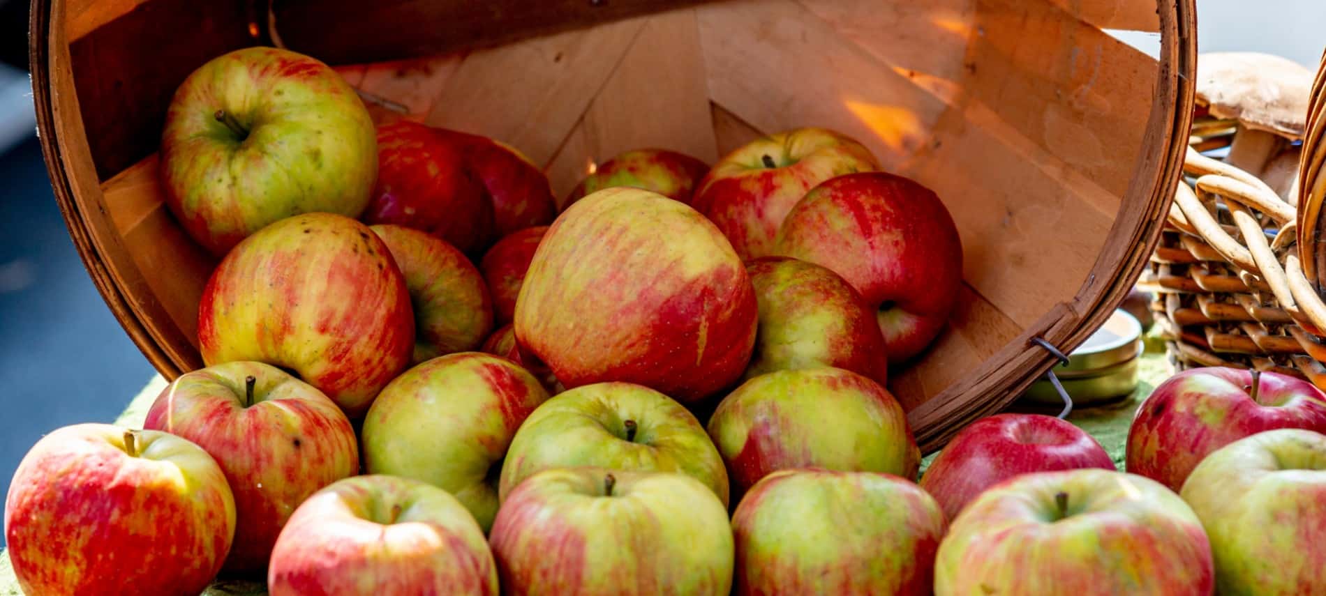 Brown bushel basket tipped over spilling out several green and red apples