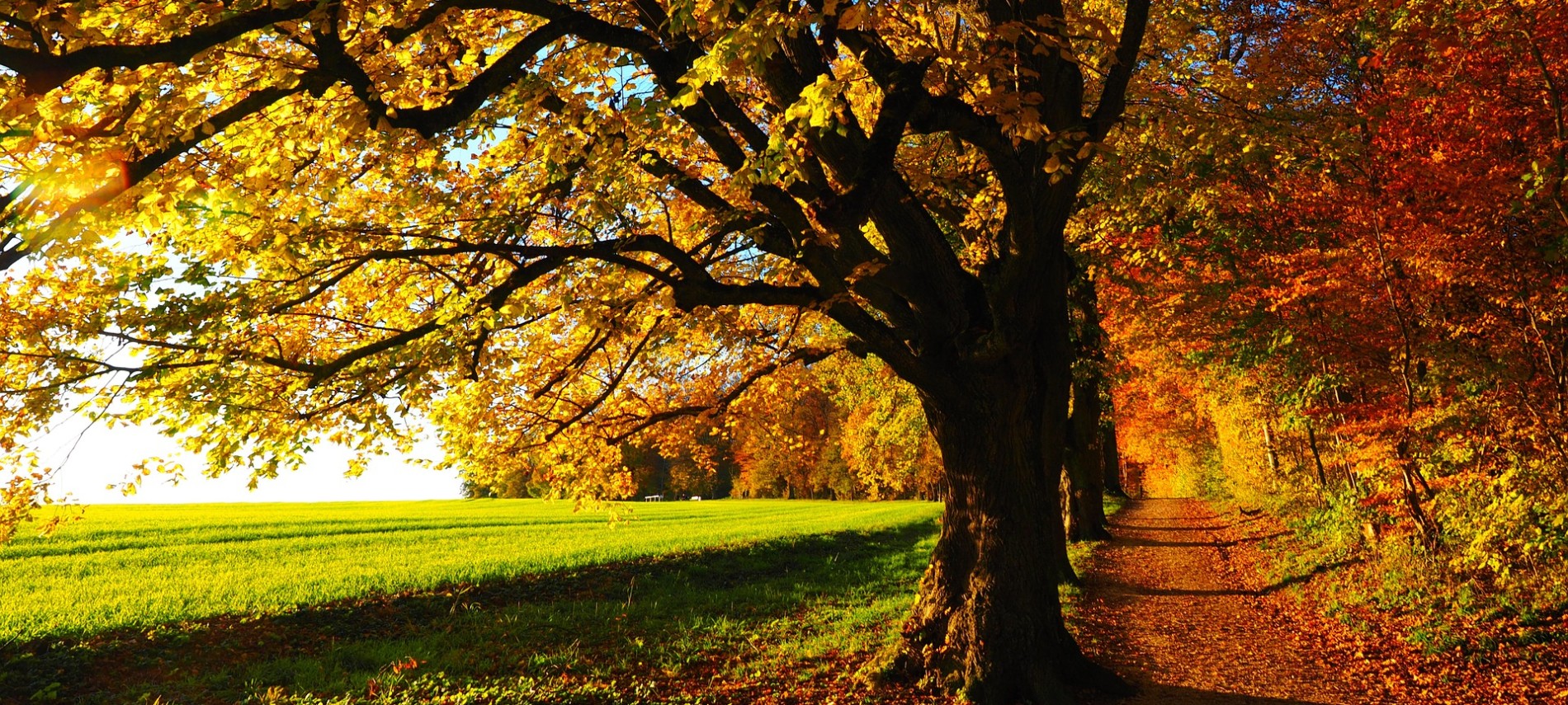 Green field next to path with large trees full of yellow, orange and red fall foliage