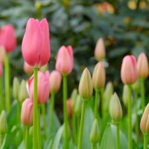 Beautiful pink tulips with bright green stems in a field with a trees in background