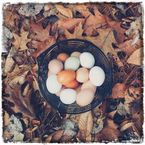 Basket of fresh eggs on fall leaves - photo by Autumn Mott on www.unsplash.com