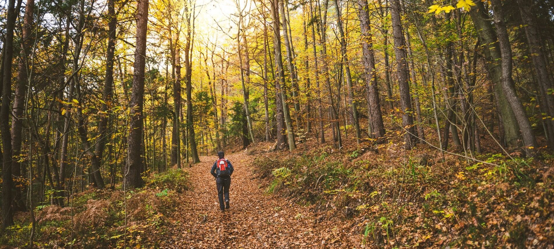 Person walking along leafy path in the forest in autumn