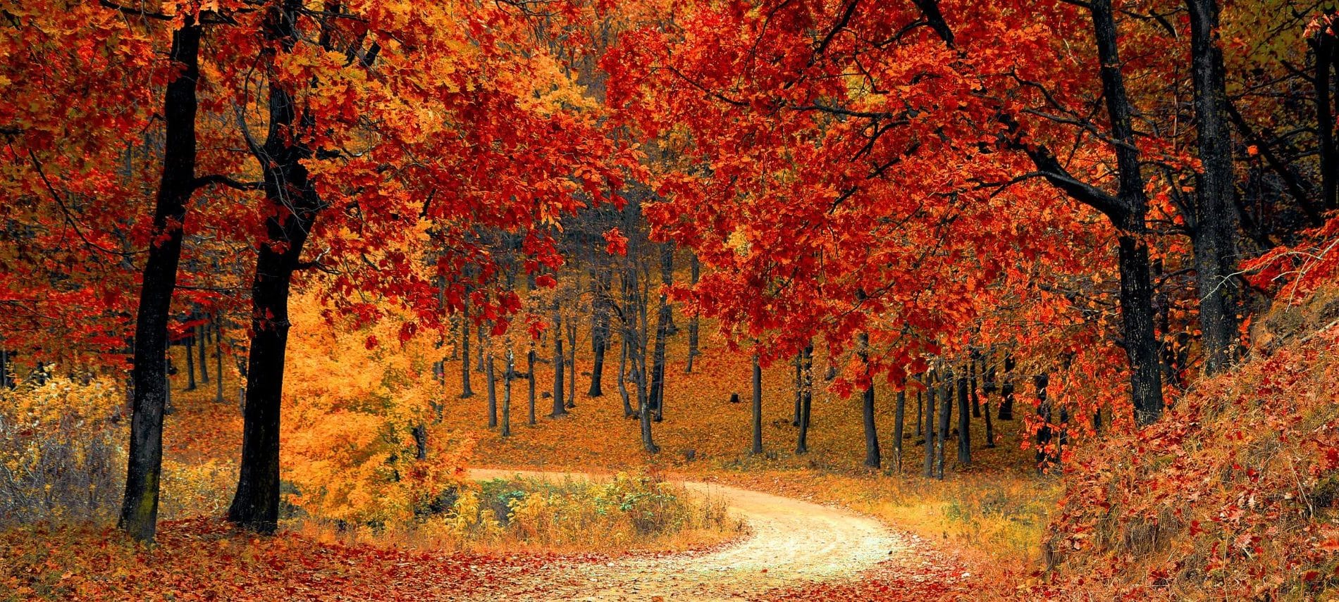 A dirt road winding through a forest of red and yellow trees.