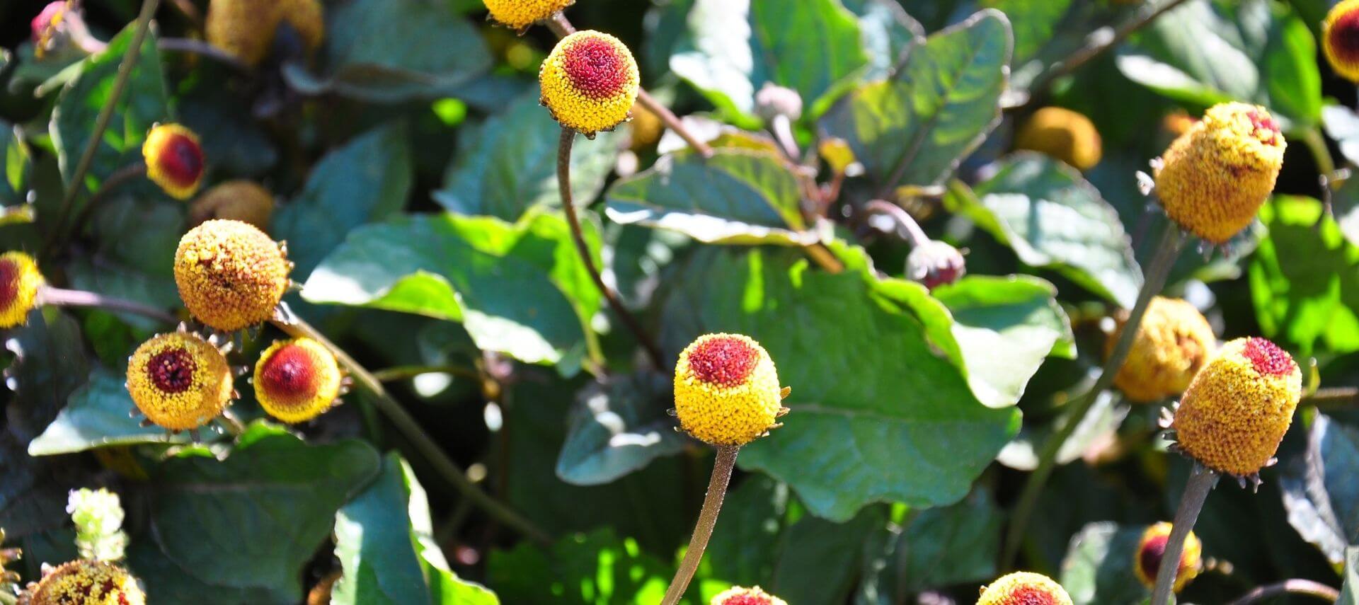 a cluster of paracress, also known as acmella oleracea, one of the many flower types found at stonecrop gardens