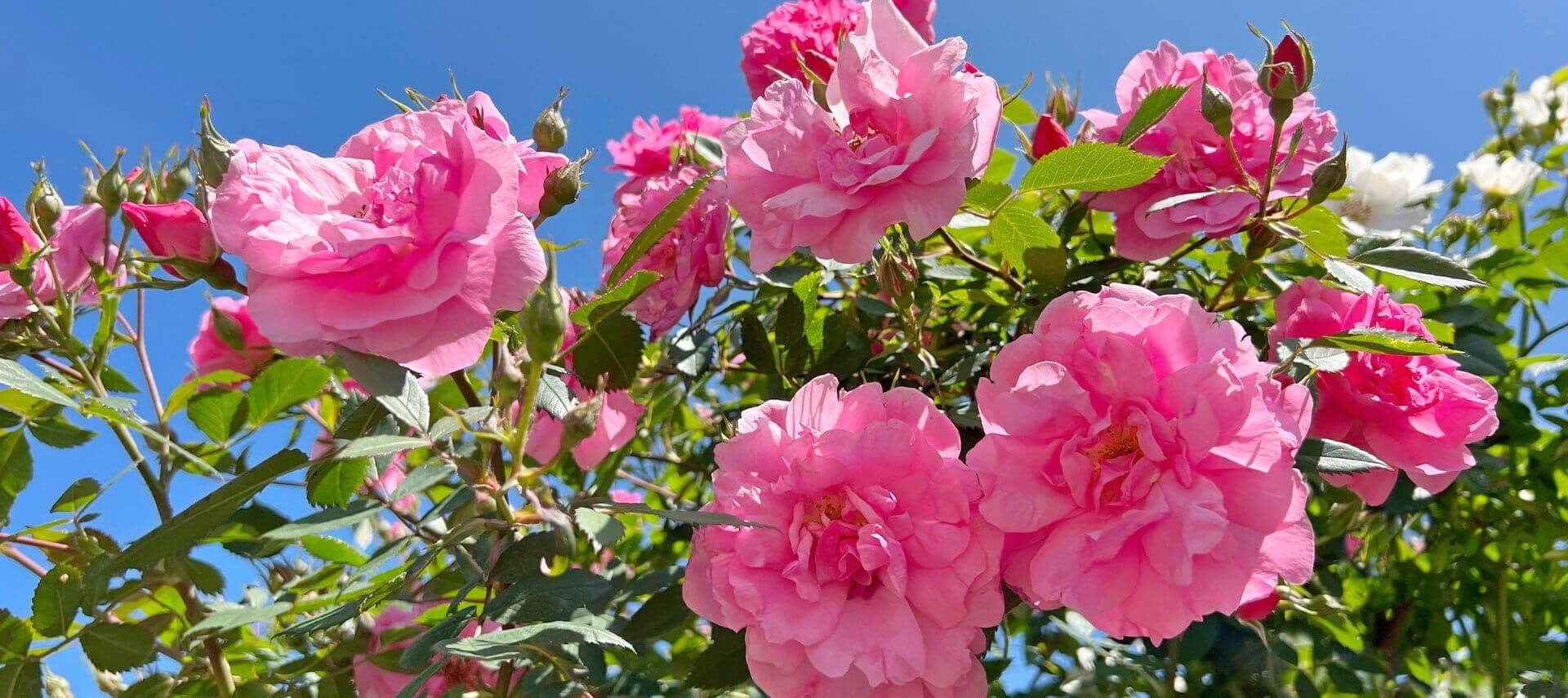 close-up of pink roses