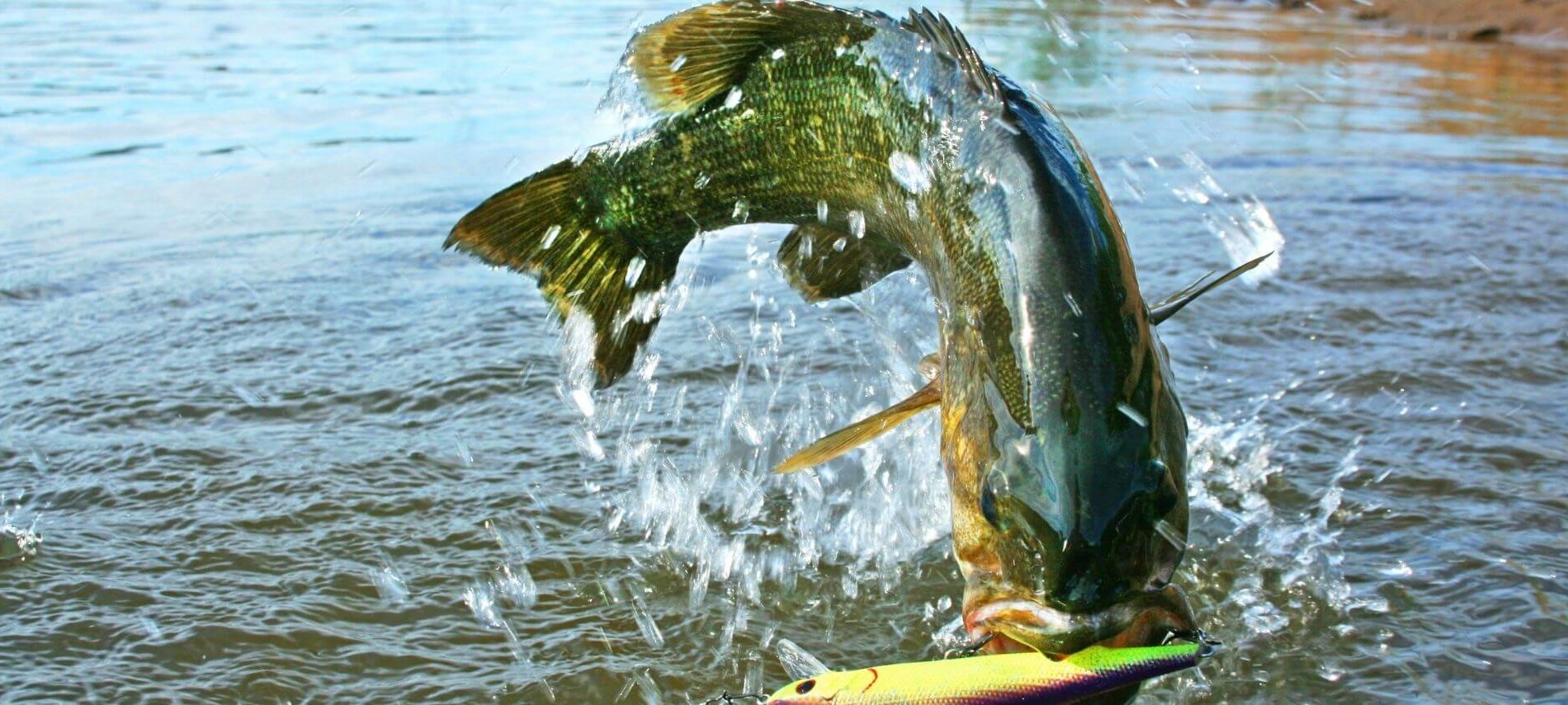 Smallmouth Bass hooked and jumping out of the water