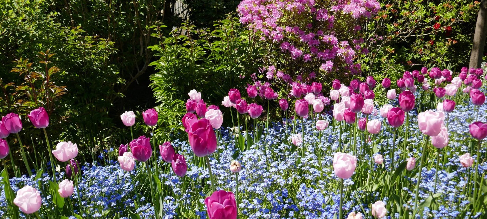 View of spring garden with tulips, hyacinth, and rhododendron