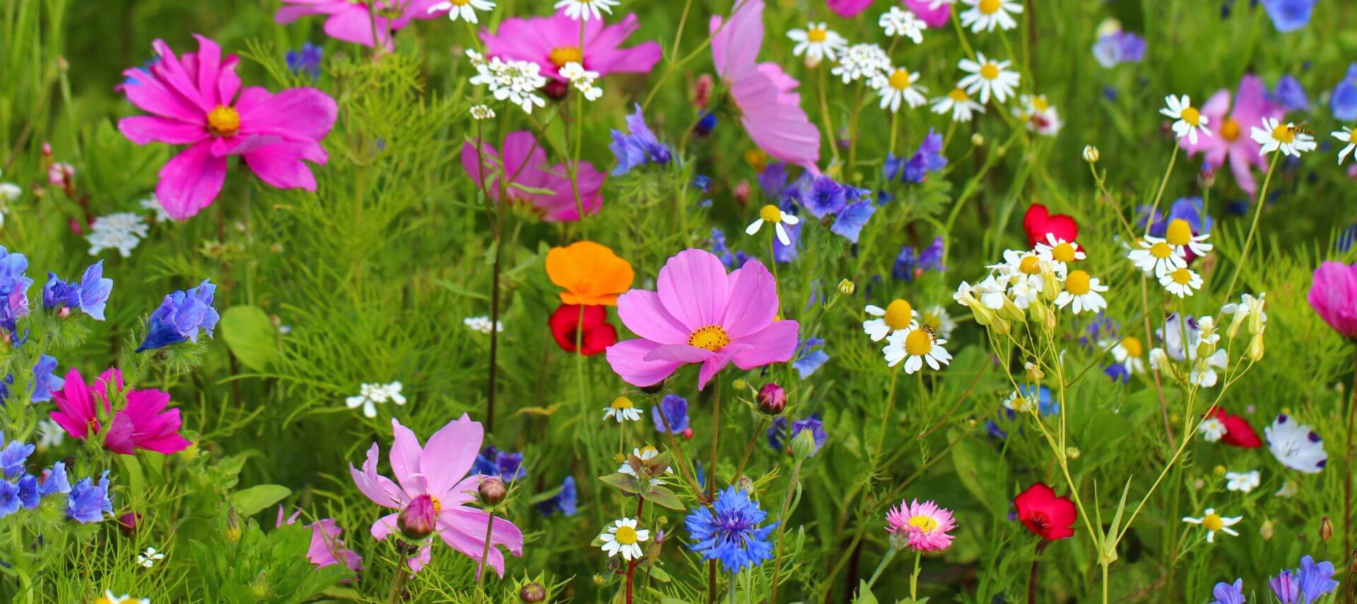 growing among wildflowers