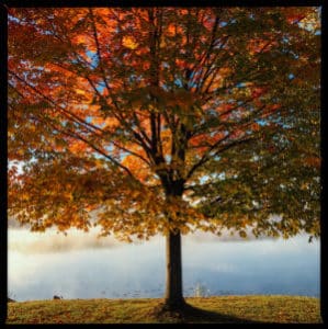 Fall tree by a lake - photo by Aaron Burden on www.unsplash.com