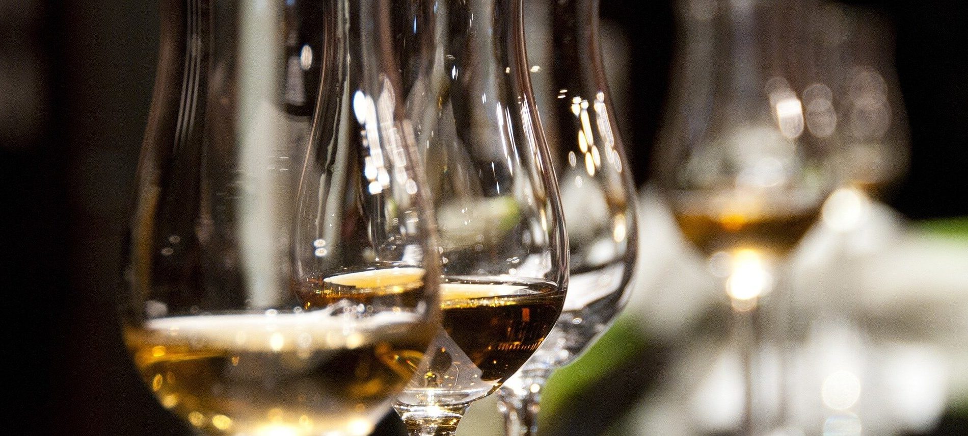 Close focused view of several wine glasses with white wine in a row