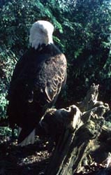 bald eagle perching