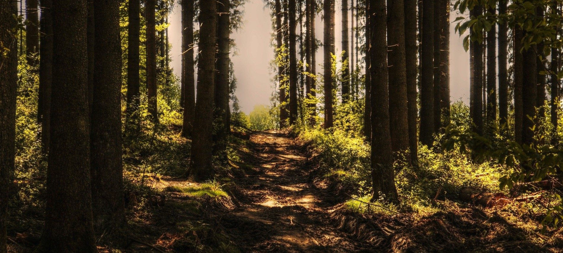 Dirt trail through a dense wooded area with tall trees and sunlight filtering through the canopy