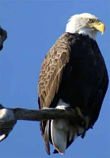 Majestic bald headed eagle with a yellow beak pearched on a limb.
