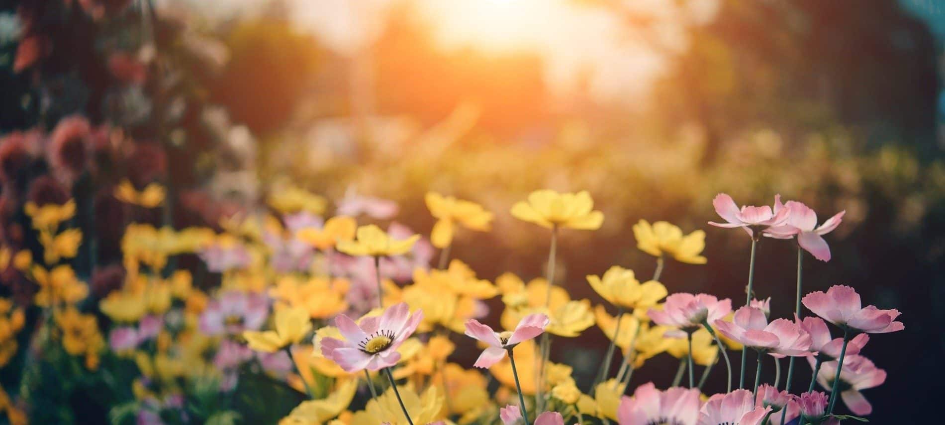 Landscaping full of little pink and yellow flowers with blurred sunlight in background