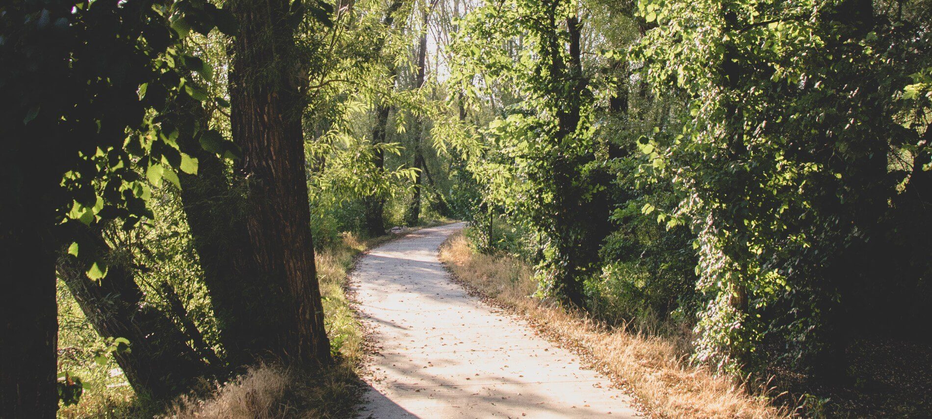 Paved path through a wooded area with tall trees and sunlight shining through