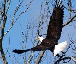 bald eagle taking offf from tree