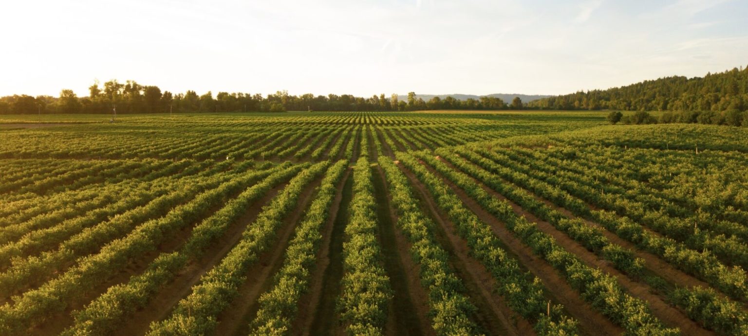 Discover Best Wineries & Vineyards in Upstate New York